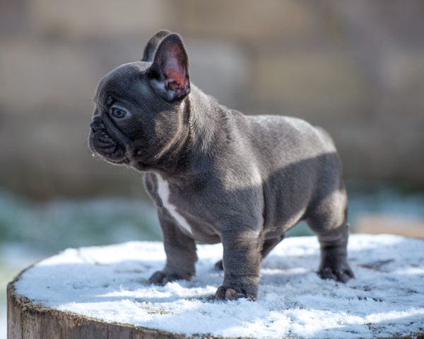 Royal Blue Frenchies | English and 
